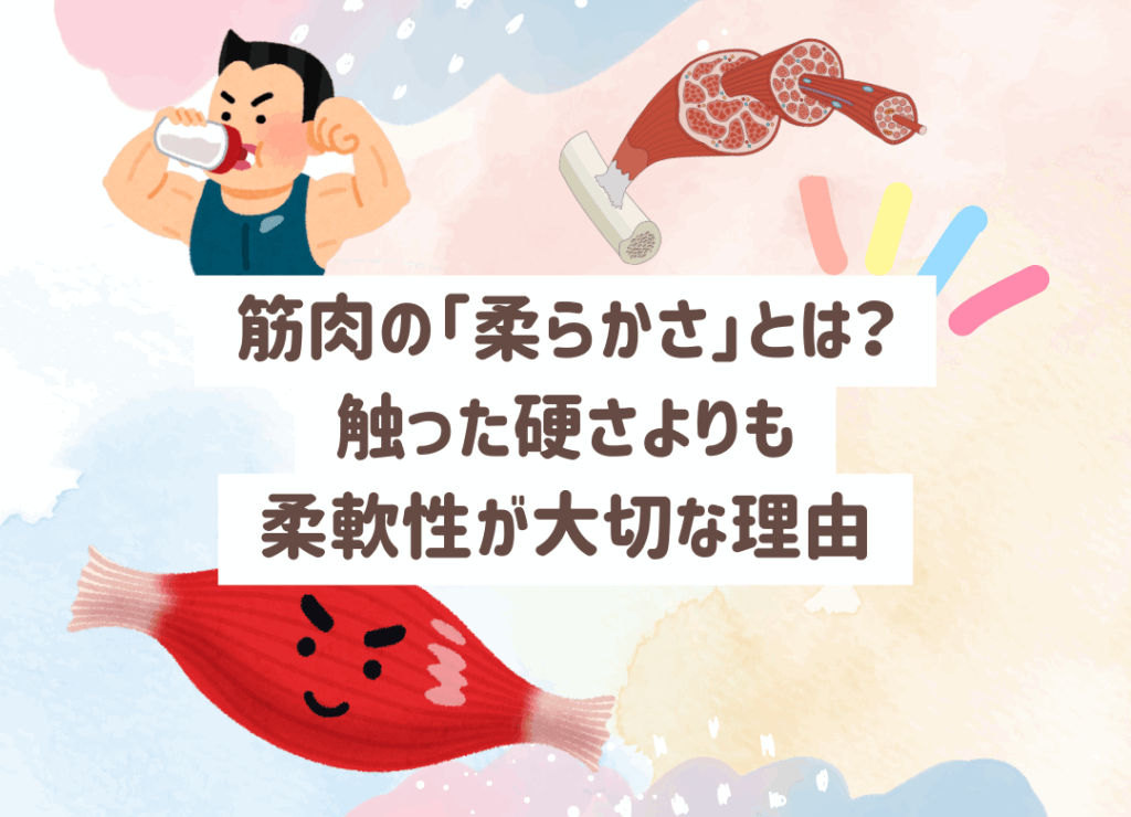 筋肉の柔らかさ=触った硬さではない?本当に大切なのは“柔軟性”。田中接骨院が筋肉の質の見方と整え方を解説します。